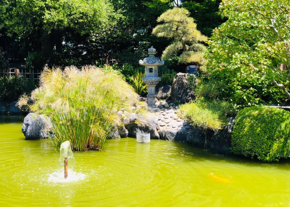 Local Guides Connect Japanese Garden San Mateo Central Park