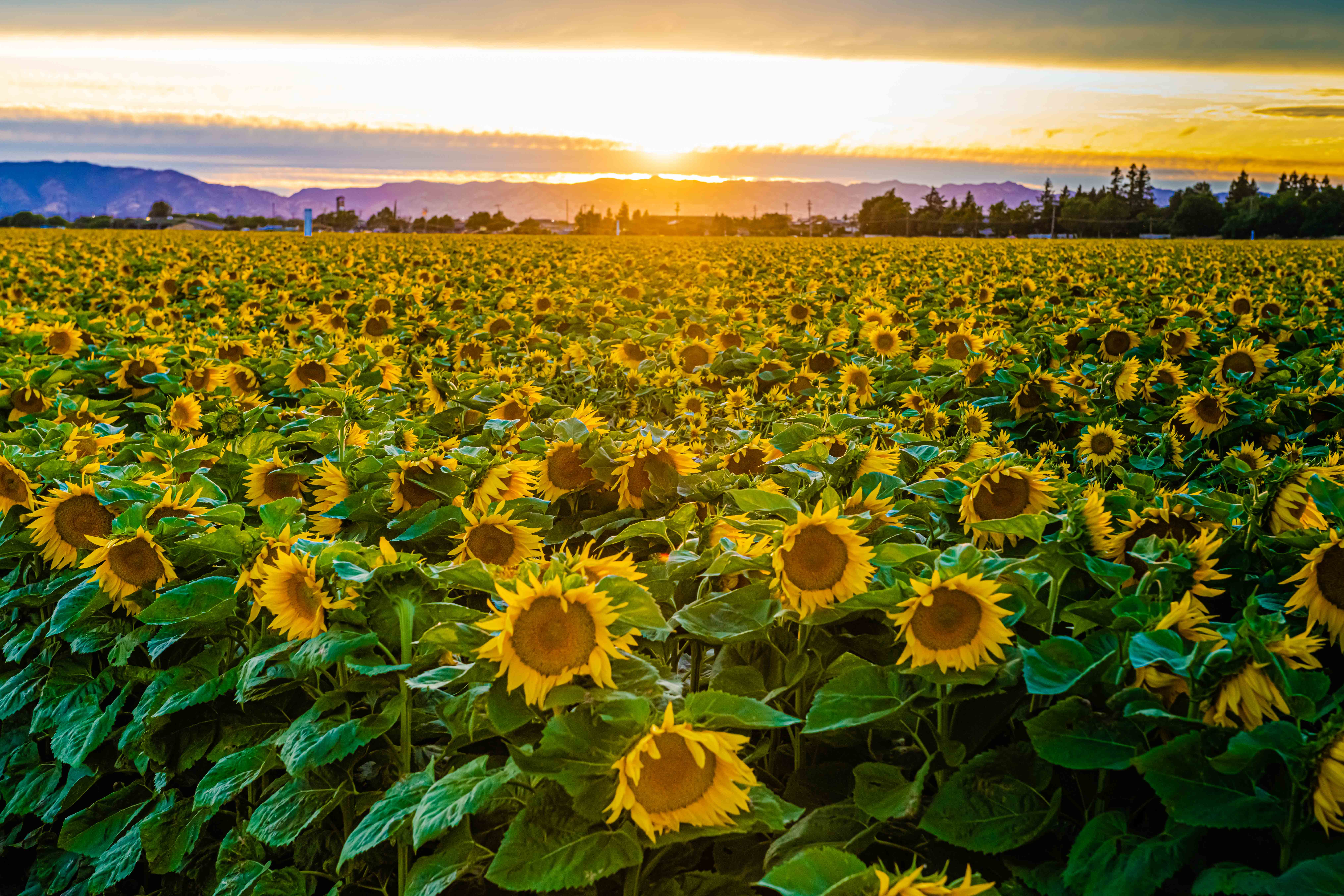 Local Guides Connect Sunflower Farms Dixon Ca Local Guides